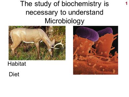 1 The study of biochemistry is necessary to understand Microbiology Habitat Diet.