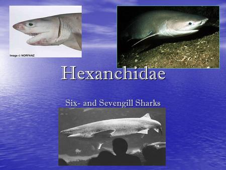 Six- and Sevengill Sharks Hexanchidae. Diagnostic Features Body cylindrical and moderately slender to snout with no abdominal keels Body cylindrical and.