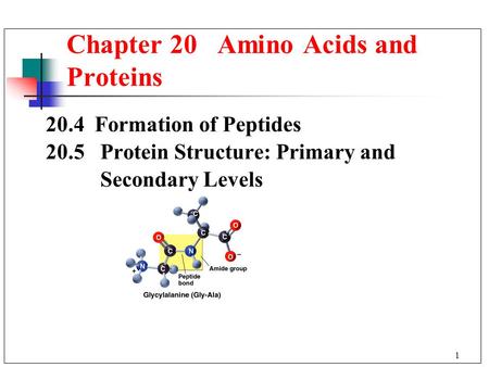 1 20.4 Formation of Peptides 20.5 Protein Structure: Primary and Secondary Levels Chapter 20 Amino Acids and Proteins.