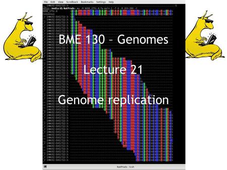 BME 130 – Genomes Lecture 21 Genome replication. Figure 15.1 Genomes 3 (© Garland Science 2007) Genome replication Each strand of double helix serves.