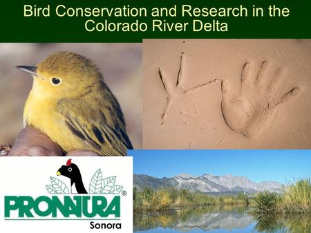 Bird Conservation and Research in the Colorado River Delta.
