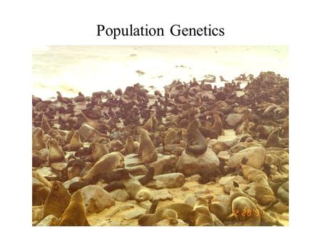 Population Genetics. Hardy-Weinberg Equilibrium Determination a)A b)B c)both A and B d)neither A nor B Which of these populations are in Hardy- Weinberg.