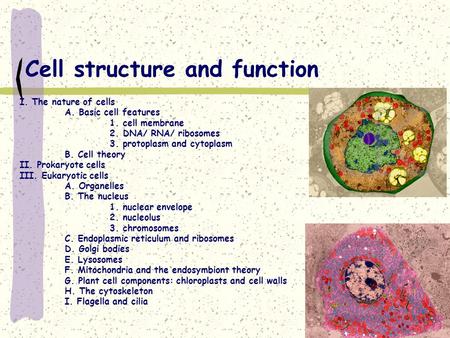 Cell structure and function I. The nature of cells A. Basic cell features 1. cell membrane 2. DNA/ RNA/ ribosomes 3. protoplasm and cytoplasm B. Cell.
