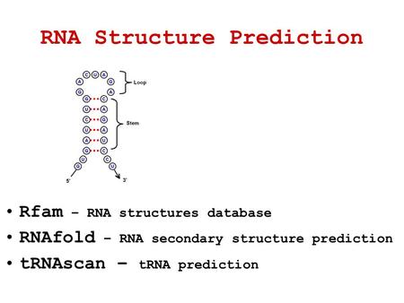 RNA Structure Prediction Rfam – RNA structures database RNAfold – RNA secondary structure prediction tRNAscan – tRNA prediction.