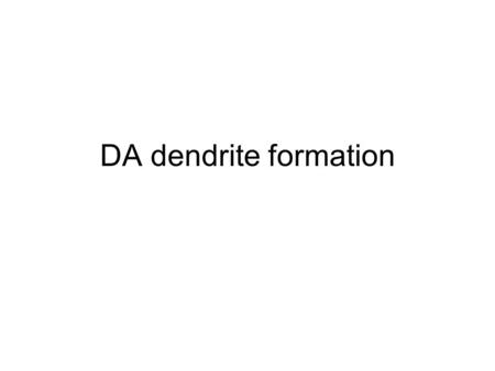 DA dendrite formation. Dendrite guidance Clock model: axonal and dendritic growth are internally regulated, depending on how to respond to guidance molecules.