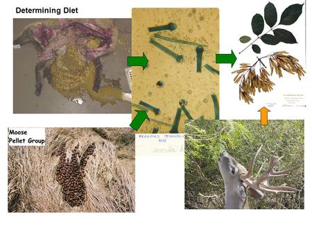 Determining Diet. Spring Autumn Se Co Mo Tanzania Lick 2.3 0.3 2.9 Topsoil 1.7 23 5.1 Peru Lick 0.5 13 0.7 Topsoil 0.2 13 0.7 Mills et al J Zool 2007.