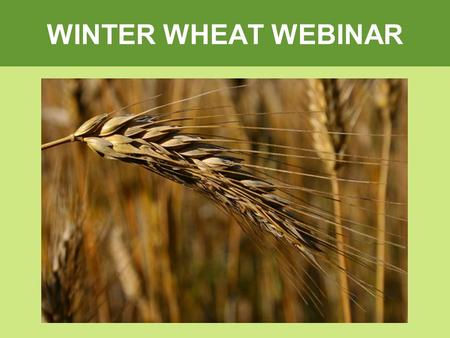 WINTER WHEAT WEBINAR. Why your Customers should be growing Winter Wheat Paul Thoroughgood P.Ag Ducks Unlimited Canada.