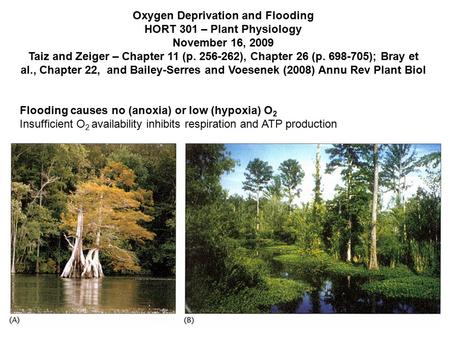 Oxygen Deprivation and Flooding HORT 301 – Plant Physiology November 16, 2009 Taiz and Zeiger – Chapter 11 (p. 256-262), Chapter 26 (p. 698-705); Bray.