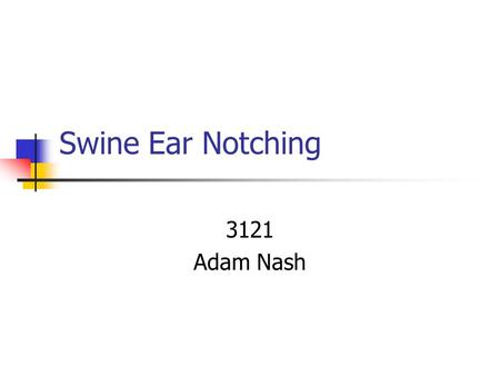 Swine Ear Notching 3121 Adam Nash.