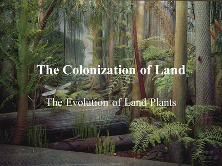 The Colonization of Land The Evolution of Land Plants.