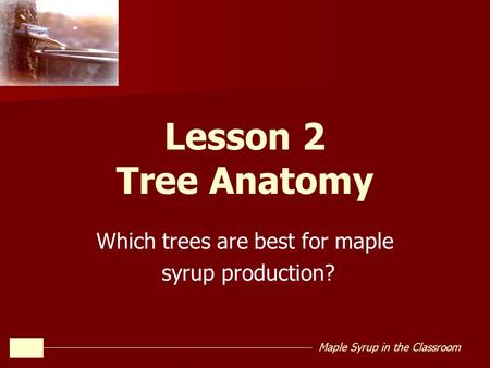 Which trees are best for maple