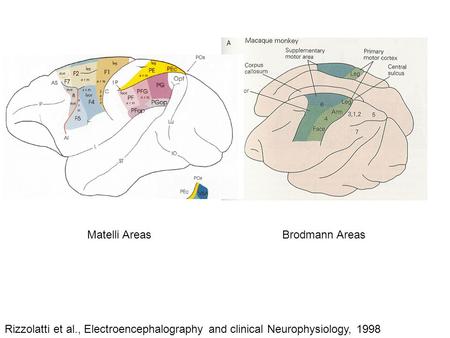 Brodmann Areas Rizzolatti et al., Electroencephalography and clinical Neurophysiology, 1998 Matelli Areas.