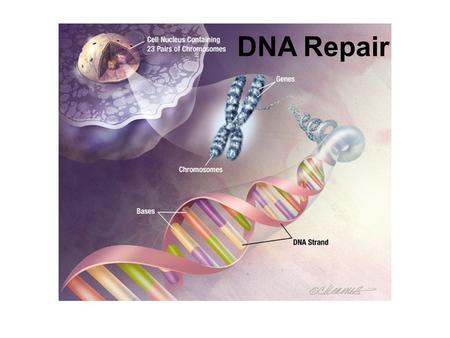 DNA Repair. Cell Cycle Checkpoint activation DNA Repair: Base Excision Repair Nucleotide excision repair Mismatch repair DSB repair SENESCENCE / APOPTOSIS.