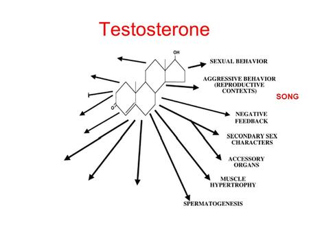 Testosterone SONG. T is elevated during periods of elevated aggression.