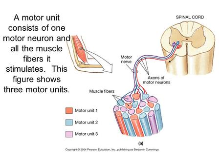 A motor unit consists of one motor neuron and all the muscle fibers it stimulates. This figure shows three motor units.