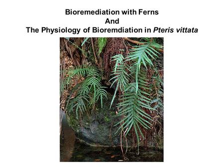 Bioremediation can be defined as any process that uses microorganisms, fungi, green plants or their enzymes to return the natural environment altered by.