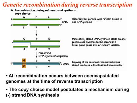 Genetic recombination during reverse transcription