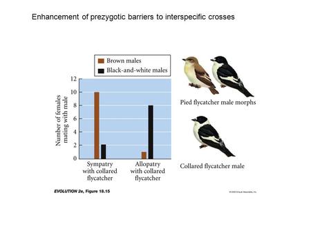 Enhancement of prezygotic barriers to interspecific crosses.