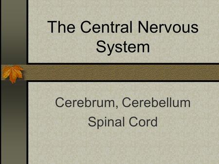 The Central Nervous System Cerebrum, Cerebellum Spinal Cord.