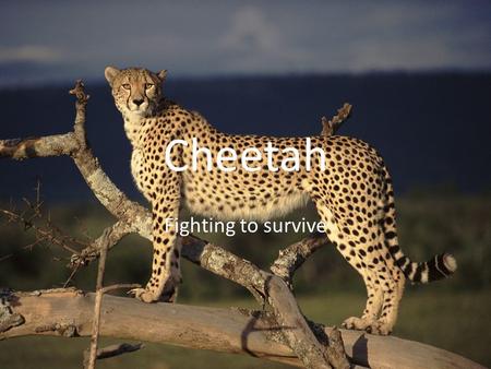 Cheetah Fighting to survive.