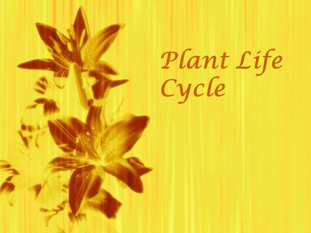 Plant Life Cycle  .
