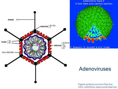 Adenoviruses Figures are from your text, Flint et al. 2004, ASM Press, unless noted otherwise.