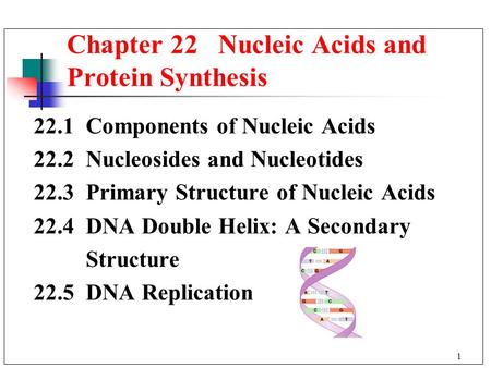 Chapter 22 Nucleic Acids and Protein Synthesis