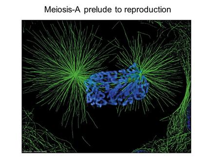 Meiosis-A prelude to reproduction. I.Terminology A.karyotype B. homologous pairs C.diploid condition.