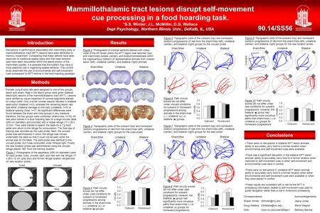 Methods Results Conclusions Mammillothalamic tract lesions disrupt self-movement cue processing in a food hoarding task. *S.S. Winter; J.L. McMillin, D.G.