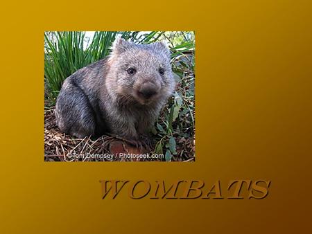 Wombats Fast Facts  Large, pudgy marsupial  Size: 28 to 47 in  Weight: 32 to 80 lbs  A group is called a mob or colony.