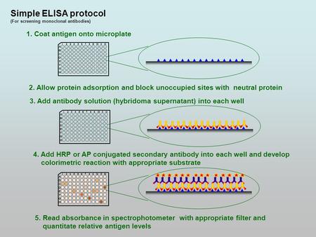 Simple ELISA protocol (For screening monoclonal antibodies) 1. Coat antigen onto microplate 2. Allow protein adsorption and block unoccupied sites with.