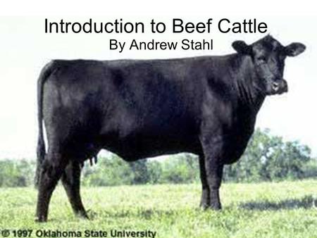 Introduction to Beef Cattle By Andrew Stahl. Beef Cattle Information Latin name: Bos taurus Domesticated in Europe and Asia by 6,500B.C. Did not arrive.