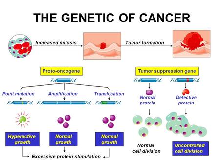 THE GENETIC OF CANCER Increased mitosisTumor formation Tumor suppression gene Hyperactive growth TranslocationPoint mutationAmplification Normal growth.