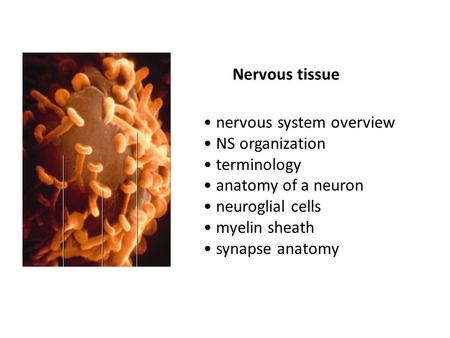Nervous tissue nervous system overview NS organization terminology anatomy of a neuron neuroglial cells myelin sheath synapse anatomy.