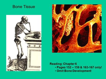 Reading: Chapter 6 Pages 152 – 159 & 163-167 only! Omit Bone Development Bone Tissue.