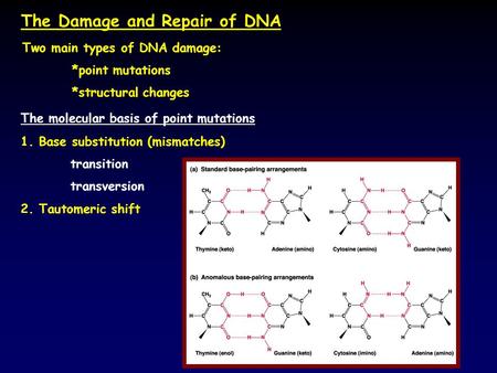 The Damage and Repair of DNA The molecular basis of point mutations 1. Base substitution (mismatches) transition transversion Two main types of DNA damage:
