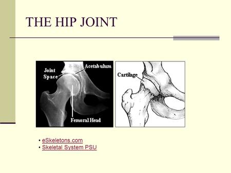 THE HIP JOINT eSkeletons.com Skeletal System PSU.