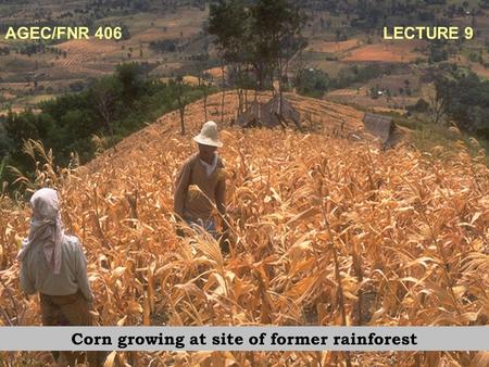 AGEC/FNR 406 LECTURE 9 Corn growing at site of former rainforest.