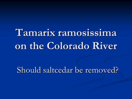 Tamarix ramosissima on the Colorado River Should saltcedar be removed?
