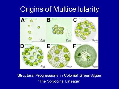 Origins of Multicellularity