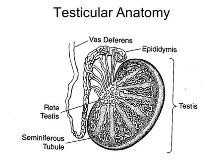 Testicular Anatomy. Sertoli cell nucleus Gonadal Differentiation cortical medullary.