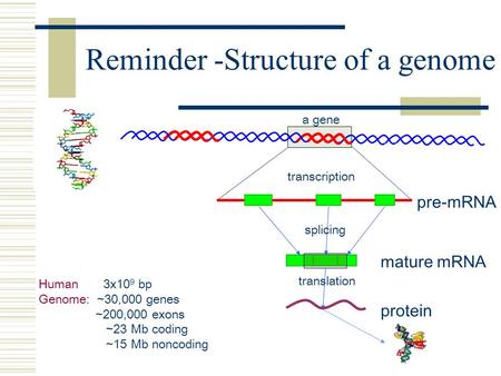 Reminder -Structure of a genome Human 3x10 9 bp Genome: ~30,000 genes ~200,000 exons ~23 Mb coding ~15 Mb noncoding pre-mRNA transcription splicing translation.