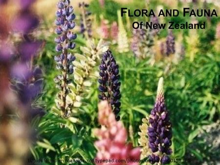 Flora and Fauna Of New Zealand