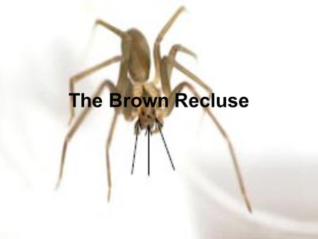 The Brown Recluse. Where are they found? Brown Recluses are found from East Texas to Western Georgia and North to Southern Illinois. They are sometimes.