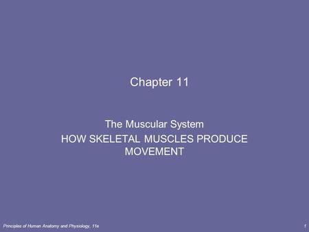 The Muscular System HOW SKELETAL MUSCLES PRODUCE MOVEMENT