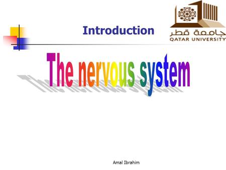 Amal Ibrahim Introduction. Amal Ibrahim Outlines The Autonomic nervous system. The Central Nervous system. The Neurones.