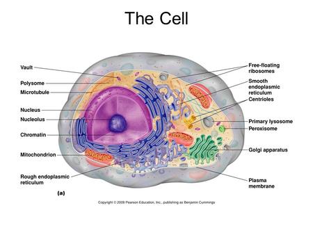 The Cell. Cell membrane components Mostly proteins: –on the surface  receptor –Below the surface  mostly enzymes –Across  allows compounds to move.