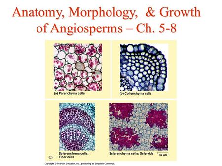 Anatomy, Morphology, & Growth of Angiosperms – Ch. 5-8