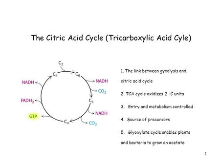 1 The Citric Acid Cycle (Tricarboxylic Acid Cyle) 1. The link between gycolysis and citric acid cycle 2. TCA cycle oxidizes 2 –C units 3. Entry and metabolism.