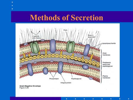 Methods of Secretion. Protein Secretion Type II Secretion (GEP) Sec dependent Signal peptide Chaperone 2 Stage E.gIgA-protease, Pertussis toxin, Serratia.